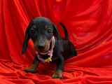 Premium Dachshund Sosis Yavrular