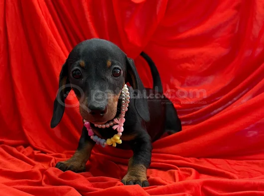 Premium Dachshund Sosis Yavrular görsel
