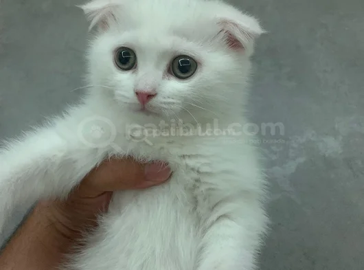 2 Aylık Scotish Fold görsel