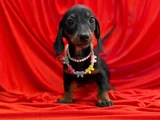 Premium Dachshund Sosis Yavrular