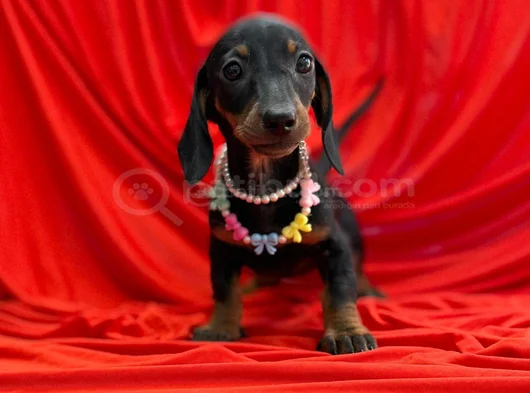 Premium Dachshund Sosis Yavrular görsel