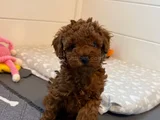 Deni̇zli̇ni̇n En Gözde Poodle Bebekleri̇