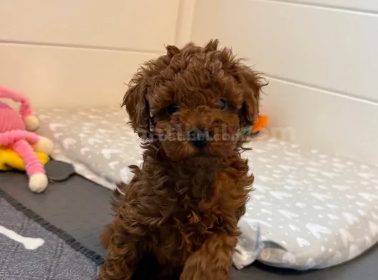 Deni̇zli̇ni̇n En Gözde Poodle Bebekleri̇ görsel