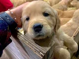 Dişi Erkek Golden Retriever Yavrularımız