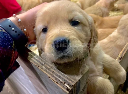Dişi erkek golden Retriever yavrularımız