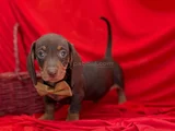 Muhtesem Kalitede Mini Dachshund Sosis Yavrular