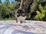 Tea Cup Panda Pomeranian Yavru