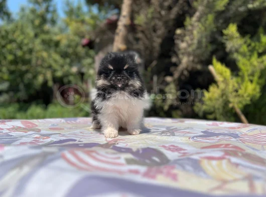 Tea Cup Panda Pomeranian Yavru görsel