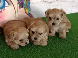 A Kalite Mini Morkie Yavrularımız