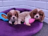 A Kalite Orijinal ırk Garantili Cavalier