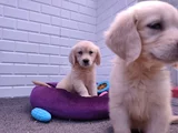 Golden Retriever Yavrular