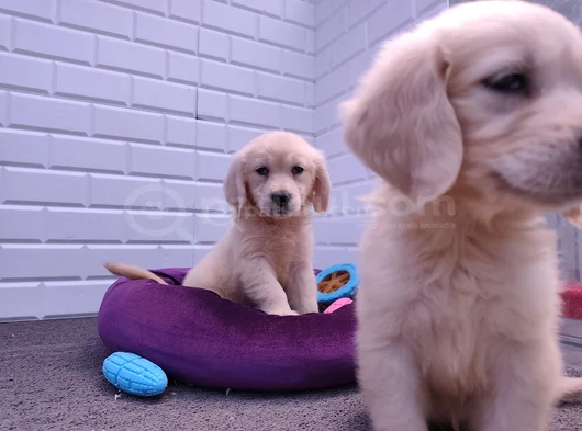 Golden Retriever Yavrular görsel