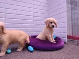 Golden Retriever Yavrular
