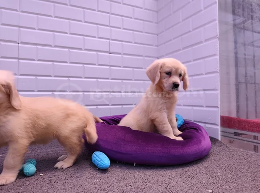 Golden Retriever Yavrular görsel