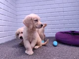 Golden Retriever Yavrular