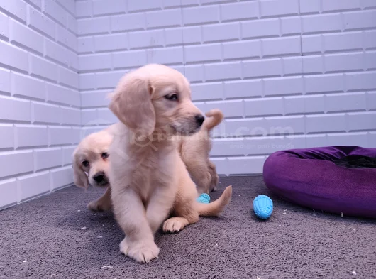 Golden Retriever Yavrular görsel