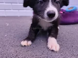 A Kalite Irk Garantili Border Collie Yavruları