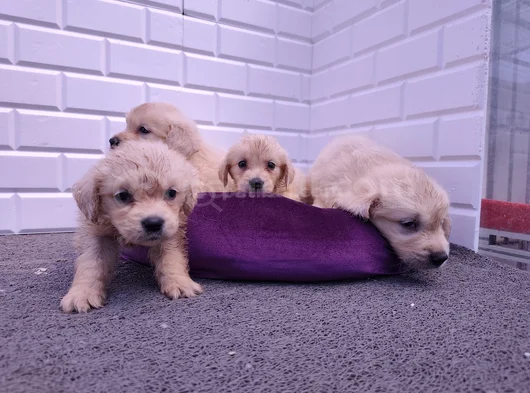 Labrador Bebekler görsel