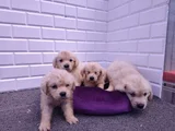 Golden Retriever Yavrular