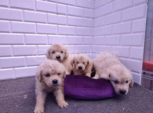 Golden Retriever Yavrular görsel