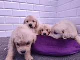 Golden Retriever Yavrular