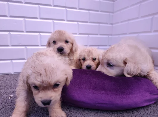 Golden Retriever Yavrular