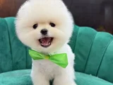 Ayı Surat Pomeranian BOO Yavrum Sizlerle