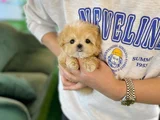Maltipoo Dünya Tatlısı Yavrularımız