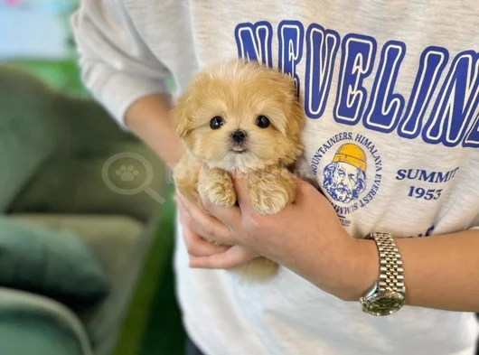 Maltipoo Dünya Tatlısı Yavrularımız görsel