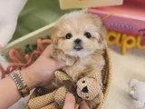 Maltipoo Dünya Tatlısı Yavrularımız