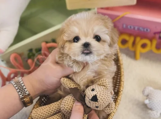 Maltipoo Dünya Tatlısı Yavrularımız