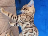 Safkan Bengal Brown Anne Ve Yavru