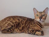 Safkan Bengal Brown Anne ve yavru