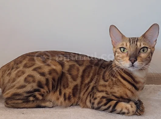 Safkan Bengal Brown Anne Ve Yavru