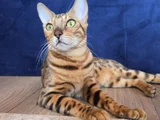Safkan Bengal Brown Anne Ve Yavru