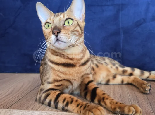 Safkan Bengal Brown Anne Ve Yavru görsel