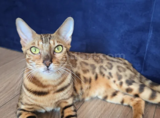 Safkan Bengal Brown Anne Ve Yavru görsel