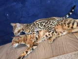 Safkan Bengal Brown Anne Ve Yavru
