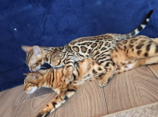 Safkan Bengal Brown Anne Ve Yavru görsel