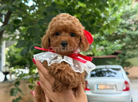 Red Brown Toy Poodle Mağazamızdan Sizlere görsel