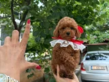 Red Brown Toy Poodle Mağazamızdan Sizlere