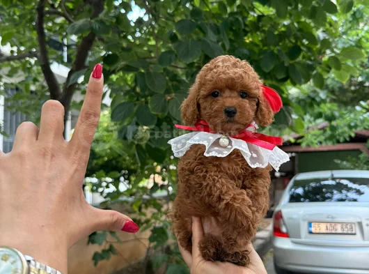 Red Brown Toy Poodle Mağazamızdan Sizlere görsel