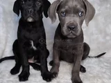 Üst Kalite Cane Corso İtaliano Yavrular