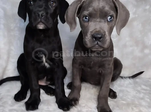 Üst Kalite Cane Corso İtaliano Yavrular