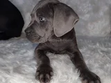 Üst Kalite Cane Corso İtaliano Yavrular