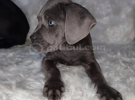 Üst Kalite Cane Corso İtaliano Yavrular görsel