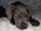 Üst Kalite Cane Corso İtaliano Yavrular
