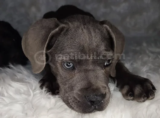 Üst Kalite Cane Corso İtaliano Yavrular görsel