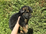 Polis Köpeği Alman Kurdu Yavrular