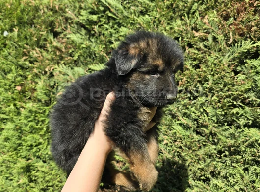 Polis Köpeği Alman Kurdu Yavrular görsel